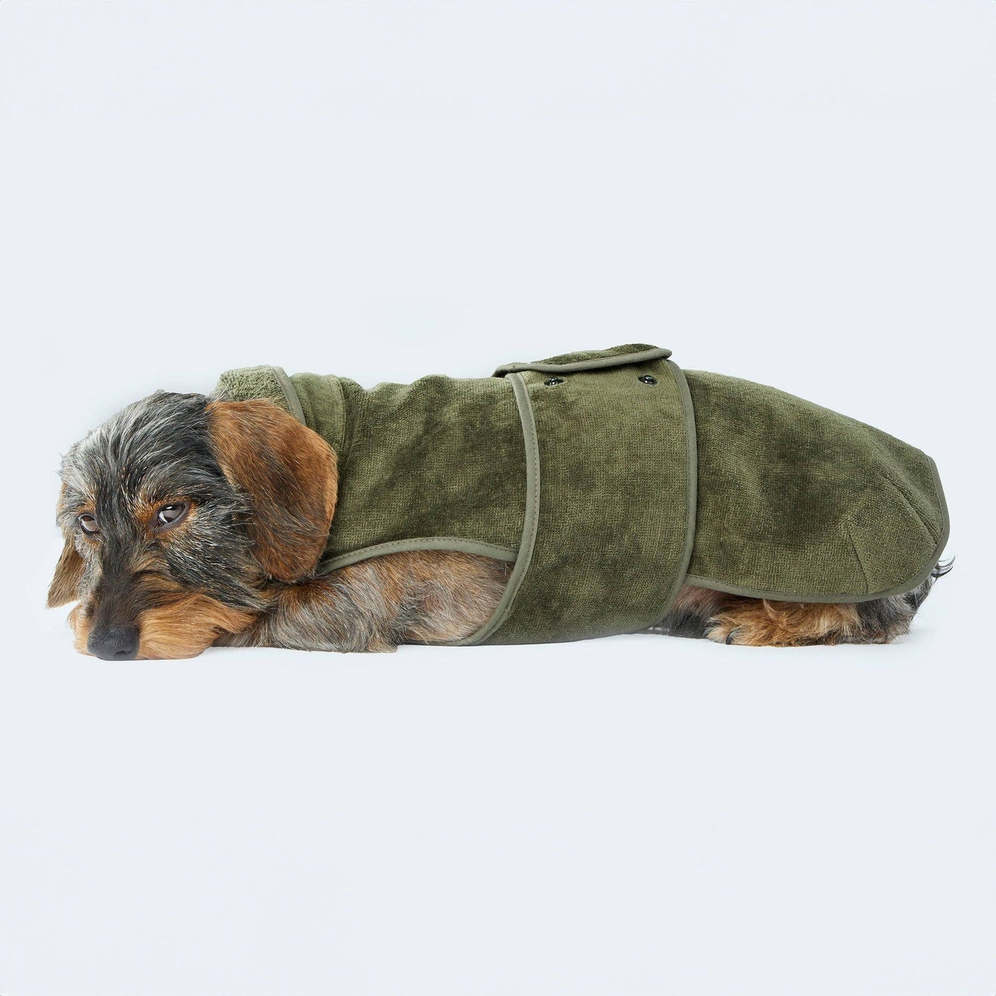 Peignoir pour chien