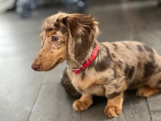 Accessoires indispensables pour des promenades stylées et confortables avec votre chien