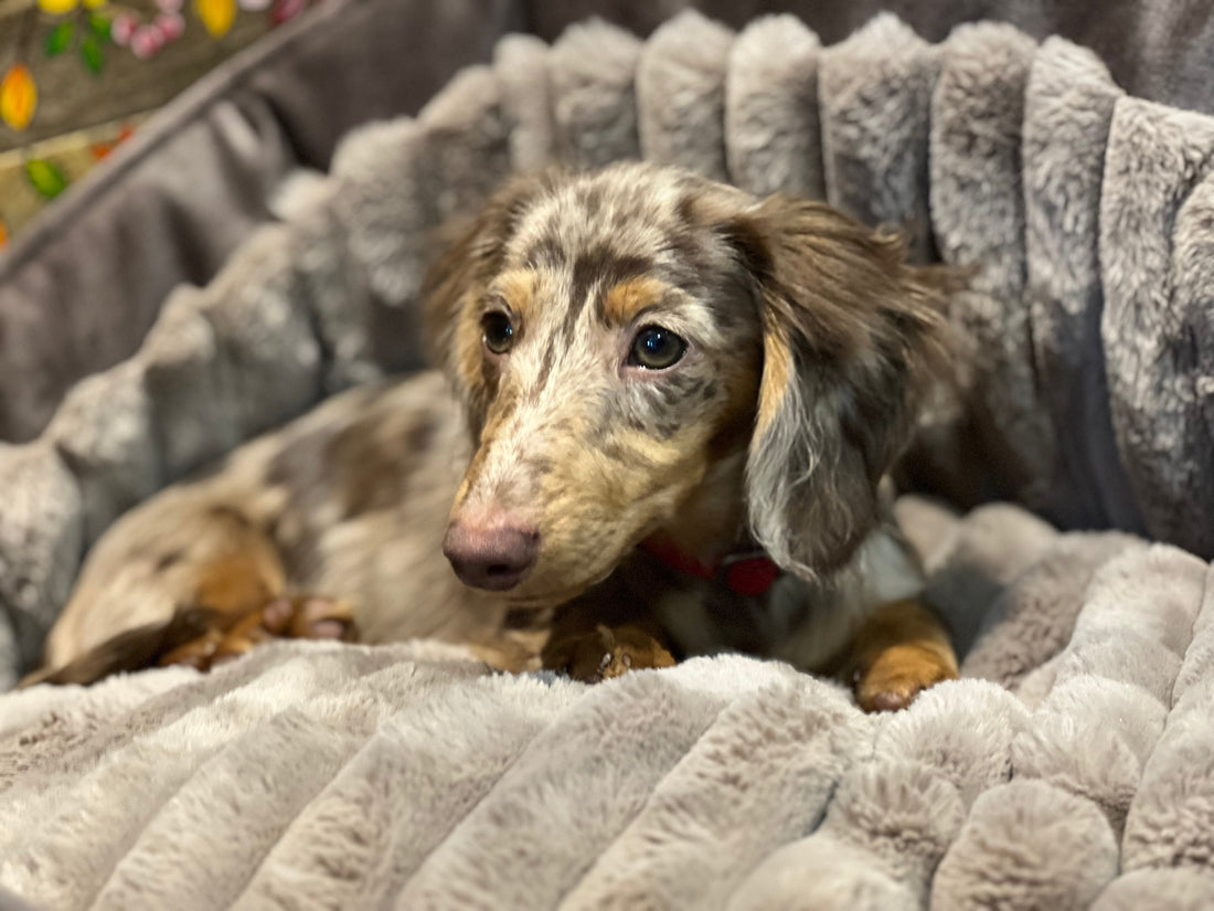 Les essentiels à emporter pour un week-end avec son chien : la check-list complète