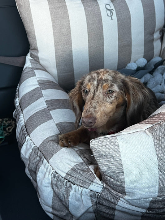 Pourquoi un siège auto est indispensable pour un petit chien