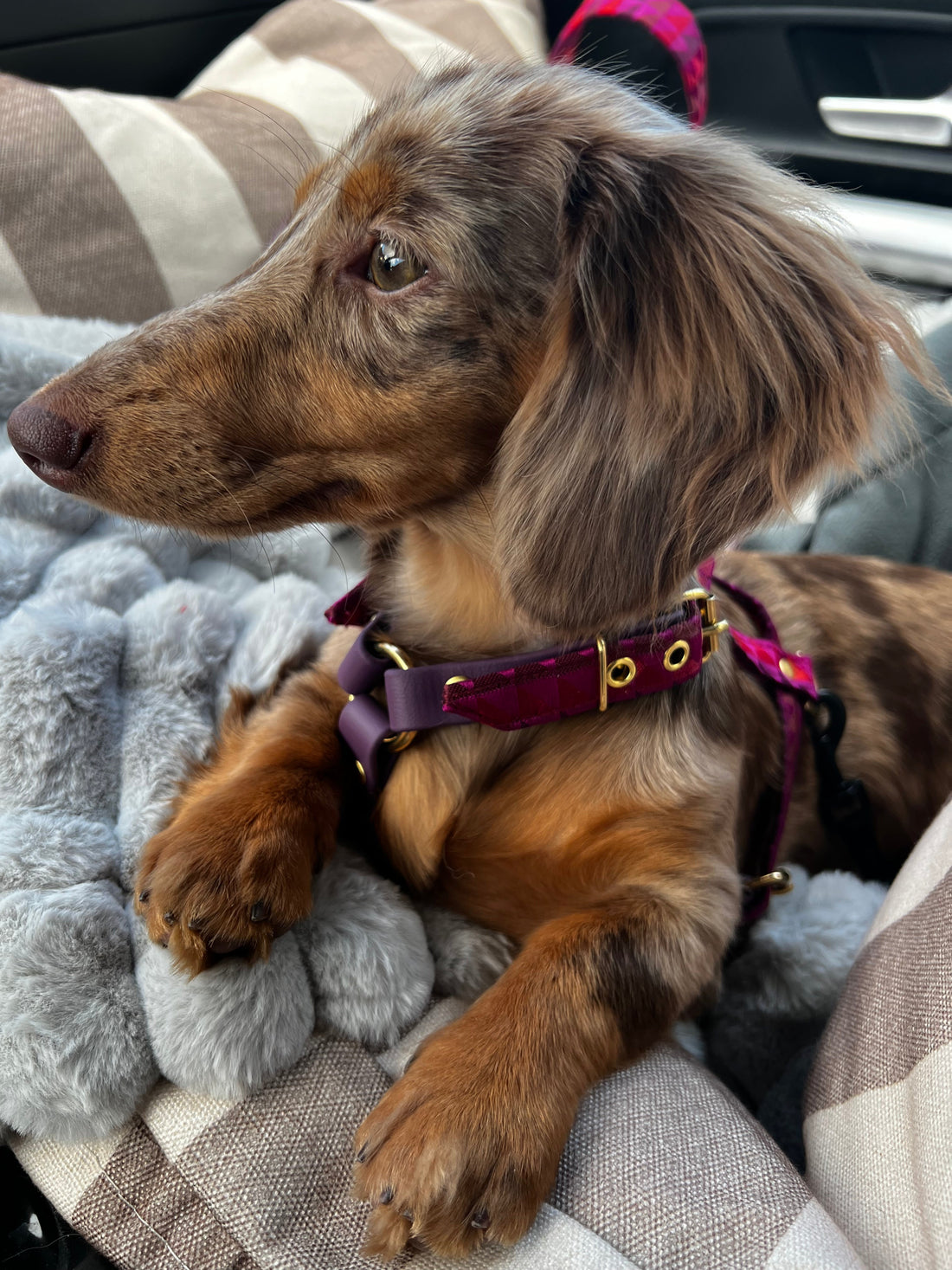 Voyager en voiture avec son teckel : le guide complet pour des trajets sereins