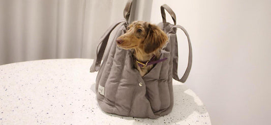 Comment choisir le sac de transport parfait pour votre chien