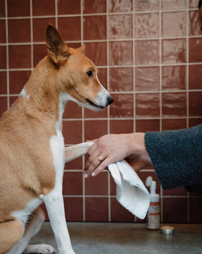 Nettoyant pattes pour chien rechargeable