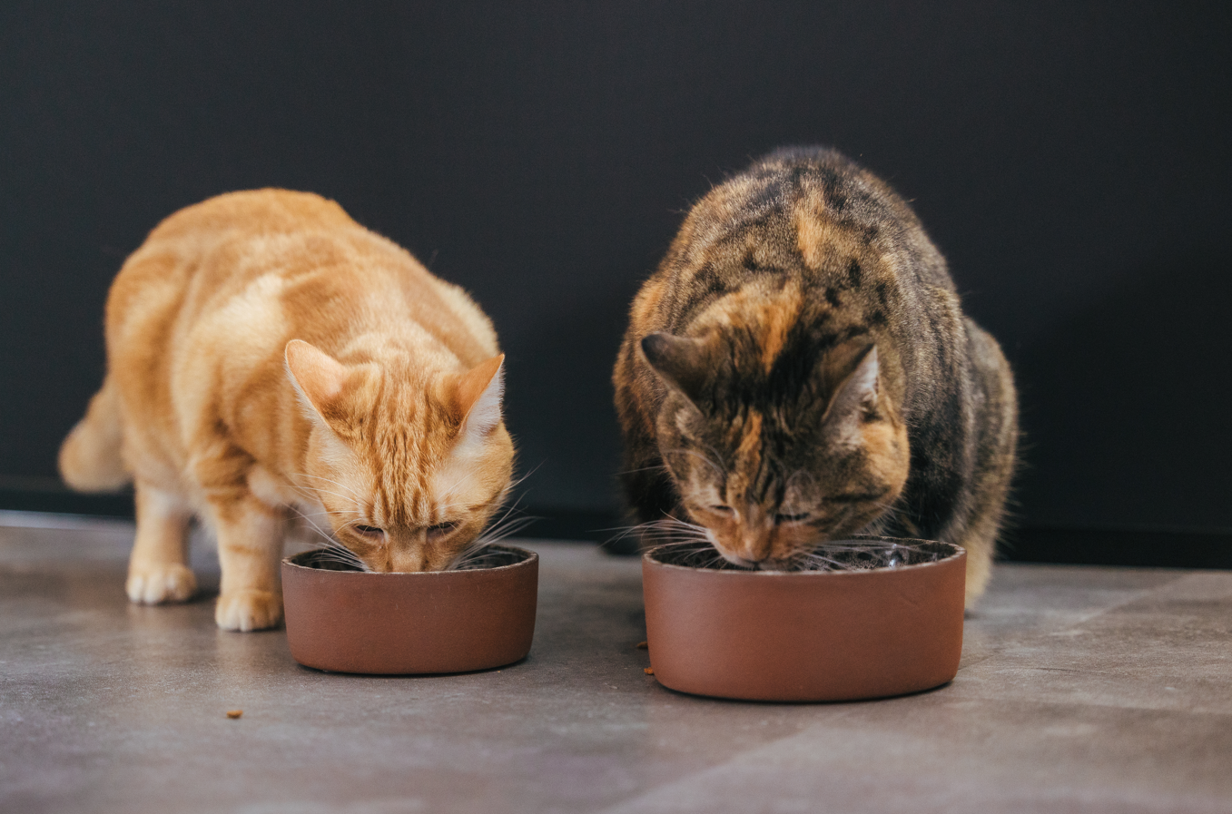 Bol alimentaire en céramique Jag